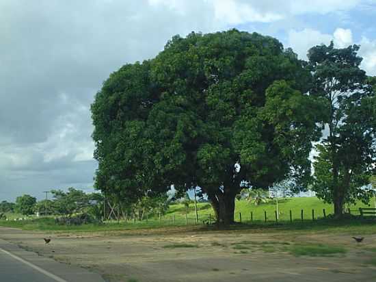 MANGUEIRA PLANTADA NOS ANOS 60 EM J-PARAN-RO-FOTO:ADEMIR DE MATOS - JI-PARAN - RO