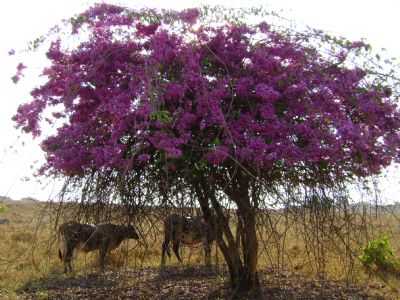 , POR GABINETE DA PREFEITA - PRIMAVERA DE RONDNIA - RO