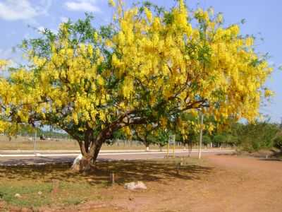 , POR GABINETE DA PREFEITA - PRIMAVERA DE RONDNIA - RO