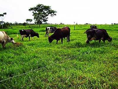 GADO-FOTO:GERLYRM  - SO FELIPE D'OESTE - RO
