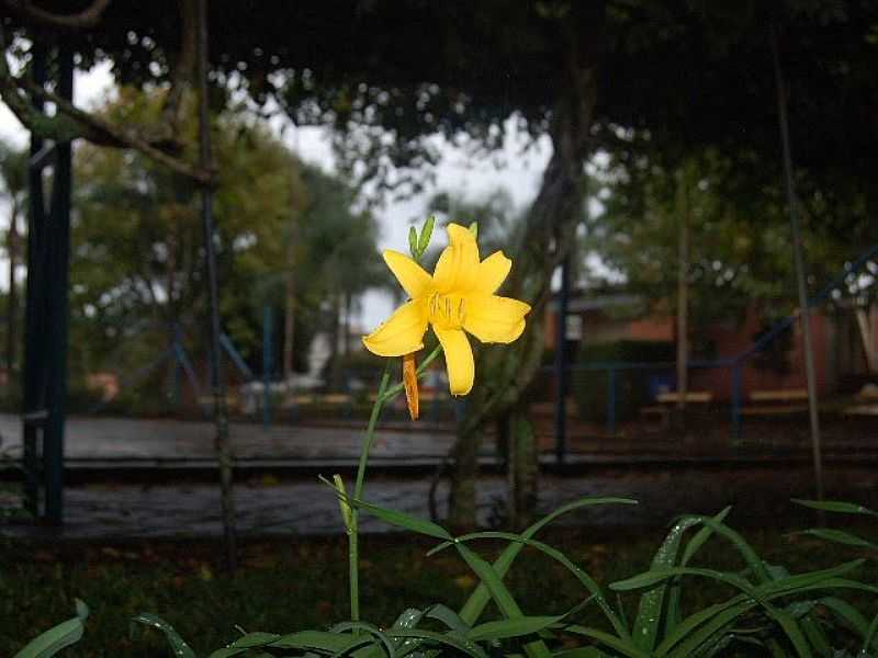 GUA SANTA-RS-FLOR NA PRAA CENTRAL-FOTO:ANALUCI - GUA SANTA - RS