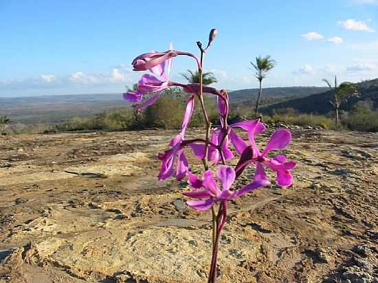 JAGUAQUARA-BA-ORQUDEA NO SERTO-FOTO:SILVYP - JAGUAQUARA - BA