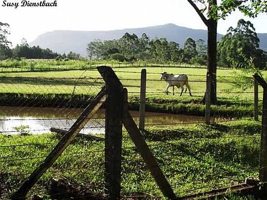 REA RURAL EM ARARIC-FOTO:SUSY DIENSTBACH - ARARIC - RS