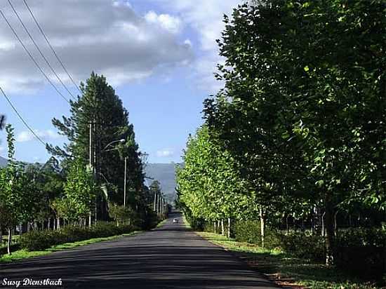 ESTRADA ARBORIZADA EM ARARIC-FOTO:SUSY DIENSTBACH - ARARIC - RS