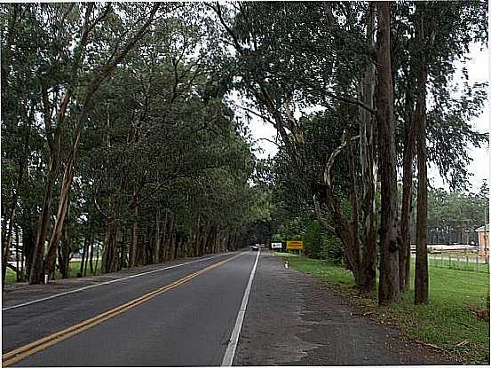 TNEL VERDE NA RODOVIA RS-040 EM BALNERIO PINHAL-FOTO:ARCHIMEDES - BALNERIO PINHAL - RS