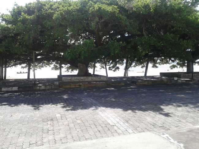 FIGUEIRAS CENTENRIAS NA PRAIA DA PICADA, POR LIANDRO FEIJ - BARRA DO RIBEIRO - RS