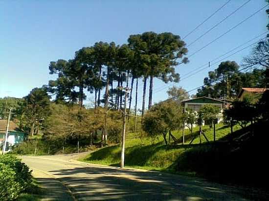 CASAS NA REA RURAL EM BELA VISTA-FOTO:RAUL NOGUEIRA FILHO - BELA VISTA - RS