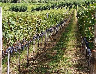 VINHEDOS-FOTO:ROMO  - BENTO GONALVES - RS