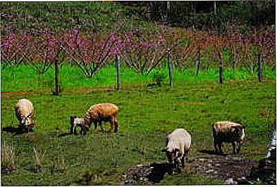 PAISAGEM RURAL-FOTO:ANELISE KUNRATH  - BENTO GONALVES - RS
