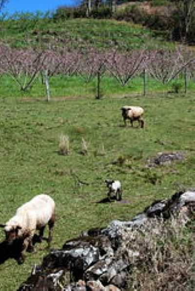 PAISAGEM RURAL-FOTO:ANELISE KUNRATH  - BENTO GONALVES - RS