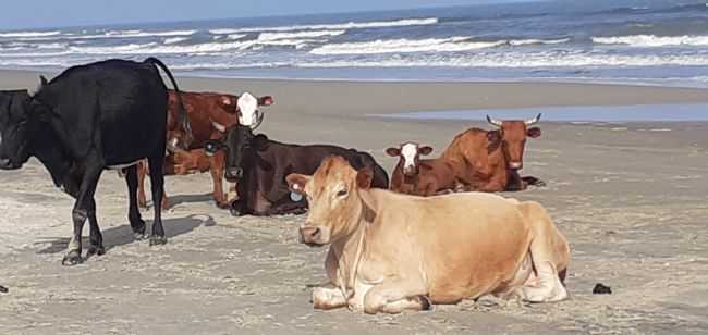 NUNCA TINHA VISTO VACAS TOMANDO BANHO DE SOL!!!!, POR MARIA LEON - BOJURU - RS