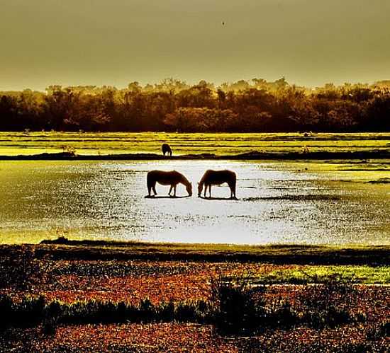 OS CAVALOS NO ARROZAL EM CACHOEIRINHA-RS-FOTO:ANDR DA SILVA AGUIA - CACHOEIRINHA - RS