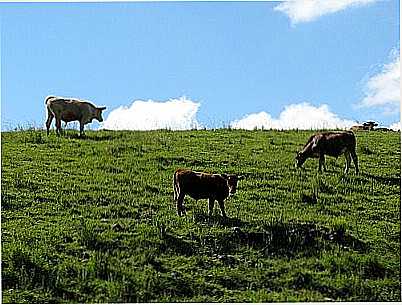 PASTAGEM-FOTO:ANDR BONACIN  - CAMBAR DO SUL - RS