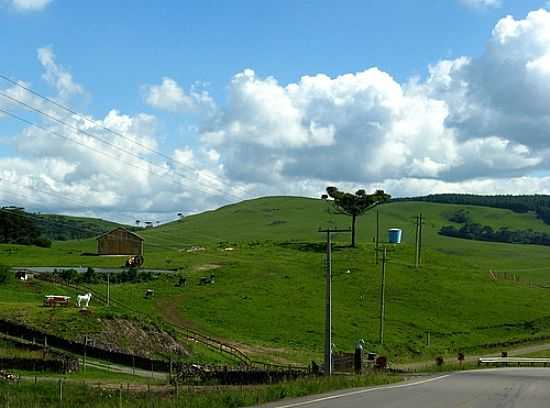 VISTA DE REA RURAL EM CAMBAR DO SUL-RS-FOTO:ANDR BONACIN - CAMBAR DO SUL - RS