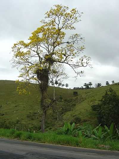 IP AMARELO, POR QUINTA DE OLIVEIRA - JITANA - BA