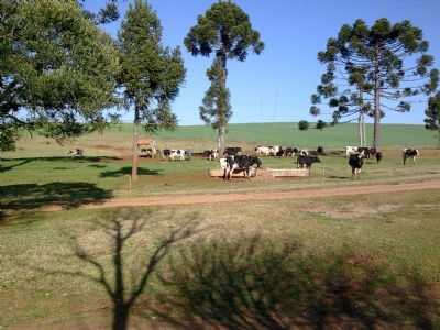 PECUARIA LEITEIRA, POR LUIZ FERNANDO BRANCO - CAPO BONITO DO SUL - RS