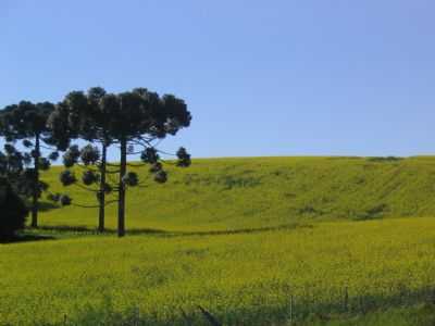 LAVOURA DE CANOLA, POR LUIZ FERNANDO BRANCO - CAPO BONITO DO SUL - RS