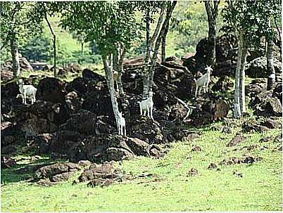 PAISAGEM COM CABRITOS-PCRAPAKI - CARA - RS