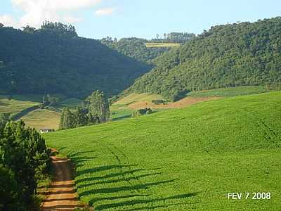 LAVOURA DE SOJA-FOTO:DORVALINO DIDON  - CASCA - RS