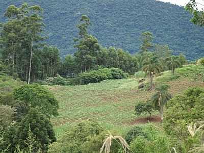 LAVOURA-FOTO:RAFAEL IGOR FRITZ  - CERRO BRANCO - RS