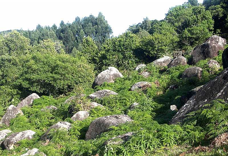 IMAGENS DE CERRO GRANDE DO SUL - RS FOTO PREFEITURA MUNICIPAL - CERRO GRANDE DO SUL - RS