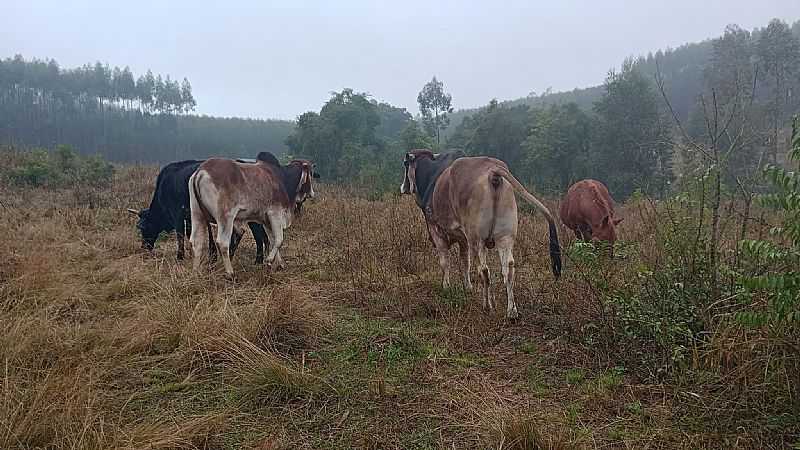 IMAGENS DO DISTRITO DE COSTA DA CADEIA, MUNICPIO DE TRIUNFO/RS - COSTA DA CADEIA - RS