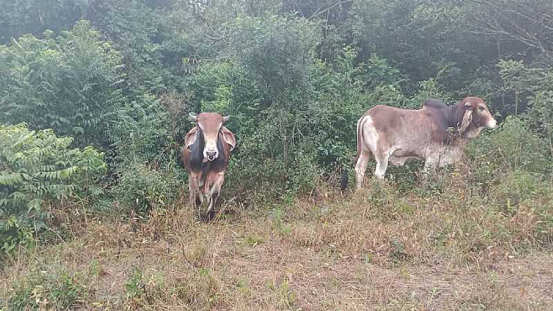 IMAGENS DO DISTRITO DE COSTA DA CADEIA, MUNICPIO DE TRIUNFO/RS - COSTA DA CADEIA - RS