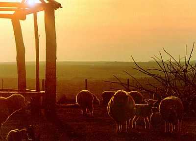 FAZENDA DE OVINOCULTURA-FOTOGERMANO SCHR : - CRUZ ALTA - RS