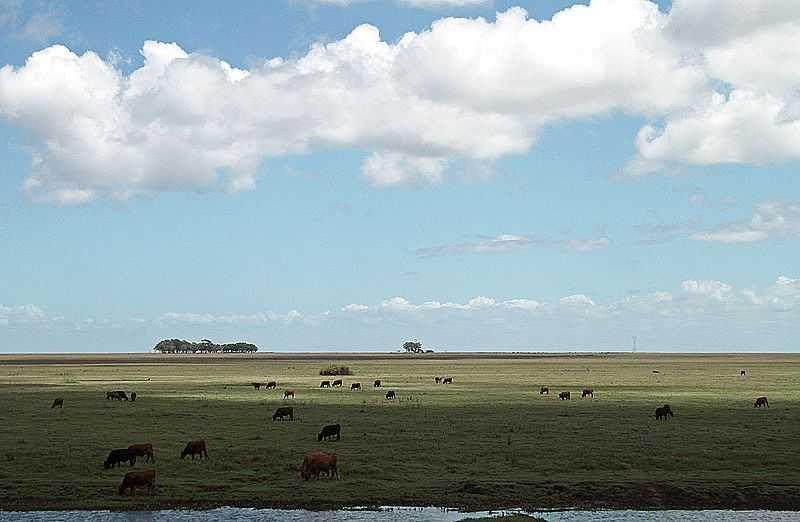 CURRAL ALTO-RS-CAMPOS DE PASTAGEM DA REGIO-FOTO:IGOR SPEROTTO - CURRAL ALTO - RS