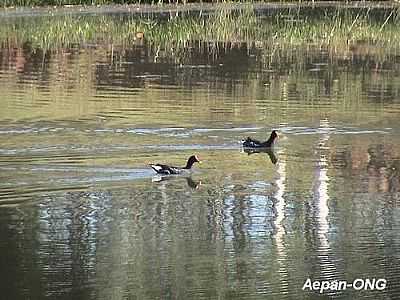 LAGOA-FOTO:AIRTON ENGSTER DOS S  - DELFINA - RS