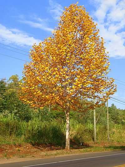 OUTONO-FOTO:VILSON FLRES  - DOIS IRMOS - RS