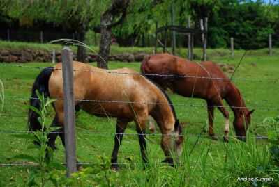 ROTAQ COLONIAL NO TRAVESSO, DOIS IRMOS-RS , , POR ANELISE  KUNRATH - DOIS IRMOS - RS