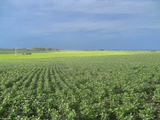 CAMPOS DE DOM PEDRITO, POR MARCOS CHAGAS - DOM PEDRITO - RS