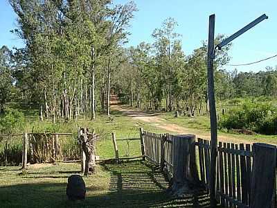 IMAGEM RURAL-FOTO:EMILIANO HOMRICH - ELDORADO DO SUL - RS