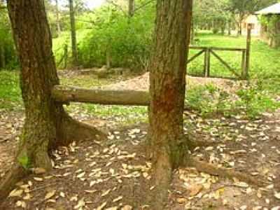 NATUREZA-FOTO:J.TADEU  - ESPIGO - RS