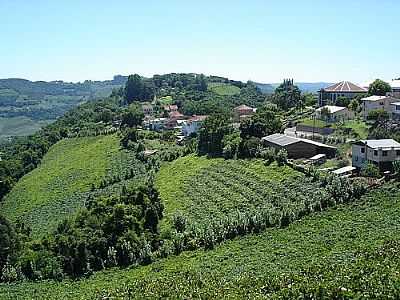 VISTA DOS VINHEDOS-FOTO:VALDEMARFROENER  - FARIA LEMOS - RS