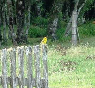 CANRIO-FOTO:JAKZA  - FAZENDA SOUZA - RS