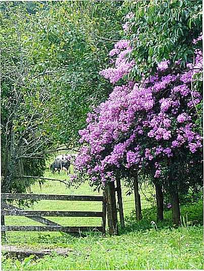 IMAGEM-FOTO:JAKZA  - FAZENDA SOUZA - RS