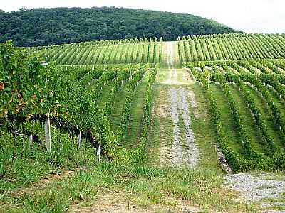 VIDEIRA-GALERIA DE JAKZA  - FAZENDA SOUZA - RS