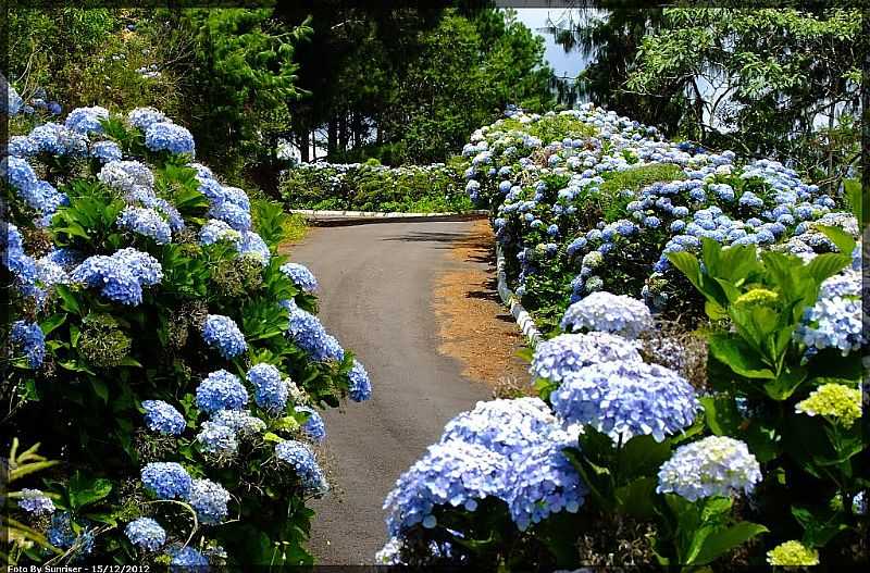 GRAMADO-RS-RUA SO LUIZ,RODEADA DE HORTNSIAS-FOTO:SUNRISER - GRAMADO - RS