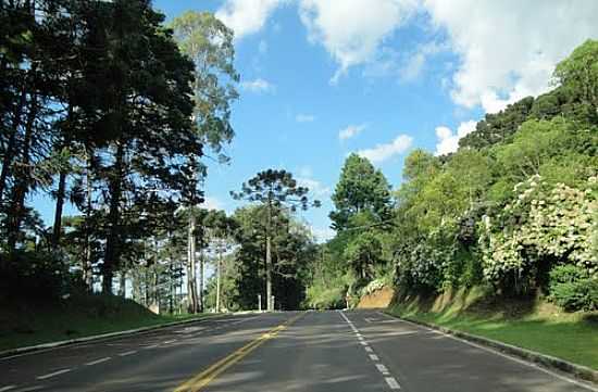 RODOVIA SAINDO DA CIDADE DE GRAMADO-RS-FOTO:TKL50 - GRAMADO - RS