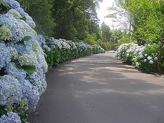 RUA DE HORTNSIAS EM GRAMADO-RS-FOTO:ELISEO CARLOS MARTN - GRAMADO - RS