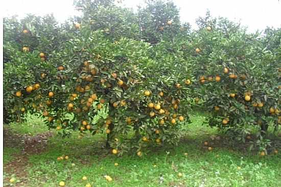 PLANTAO DE LARANJA EM GRAMADO DOS LOUREIROS-FOTO:P.M. - GRAMADO DOS LOUREIROS - RS