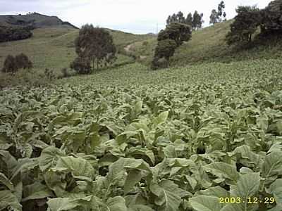 LAVOURA DE FUMO-FOTO:ANDERSON SOPELSA - GRAMADO XAVIER - RS