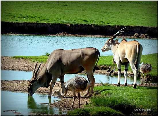 zoologico pampa safari