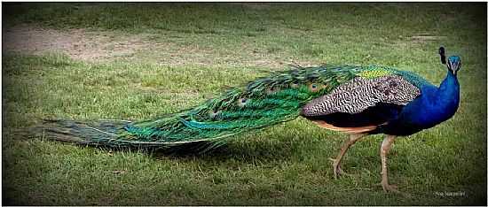 GRAVATA-RS-PAVO NO PAMPAS SAFARI PARK-FOTO:ANA MARIA WESTPHALEN - GRAVATA - RS