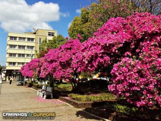 AZALIAS NA PRAA, POR CAMINHOS DE GUAPOR - GUAPOR - RS