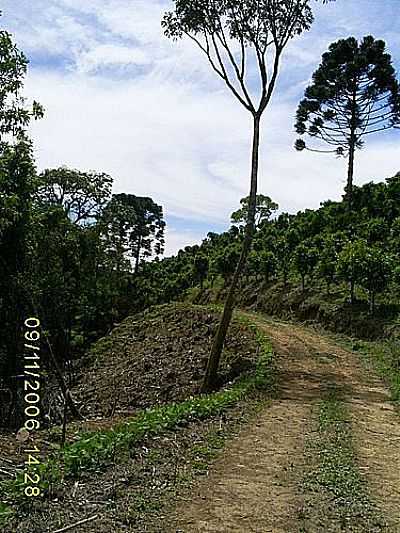 IMAGEM RURAL-DARLAN CORRAL - ILPOLIS - RS