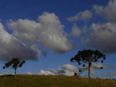 ARAUCRIA-FOTO:CLEBER LIMA - ITAIMBEZINHO - RS