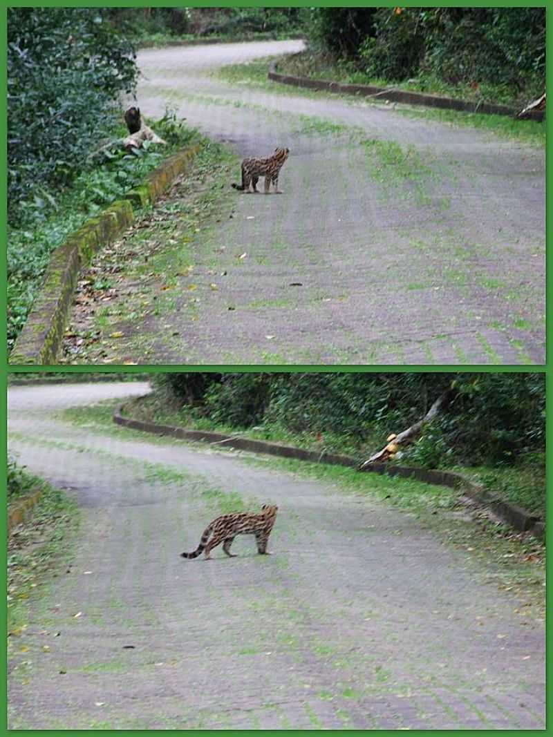 PARQUE ESTADUAL DE ITAPU - RS - ITAPU - RS